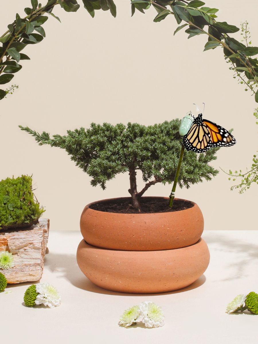 capullo-de-mariposa-crisalida-mini-bonsai-pino-maceta-barro-decoracion-con-bonsai-regalos-condolencias-cumpleanos-dia-de-la-madre-habibi-plantitas_e1cd180a-25ad-4154-9397-c33e3a2bdf78.jpg