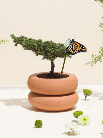 capullo-de-mariposa-crisalida-mini-bonsai-pino-maceta-barro-decoracion-con-bonsai-regalos-condolencias-cumpleanos-dia-de-la-madre-habibi-plantitas.jpg