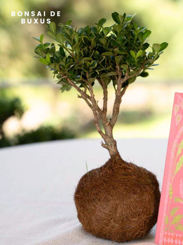 • Bonsai Kokedama Buxus en Base de Concreto