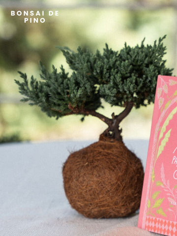 • Bonsai Kokedama Buxus en Base de Concreto