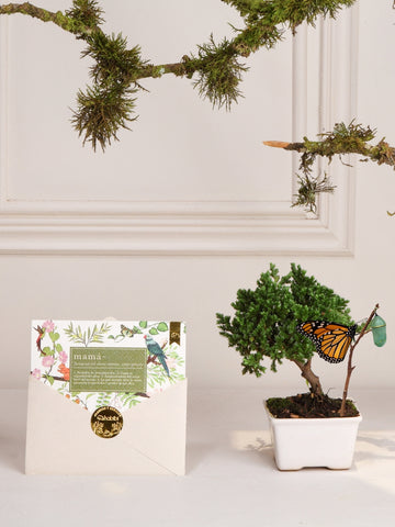 Mini Bonsai Wabi Sabi con Tarjeta Mamá