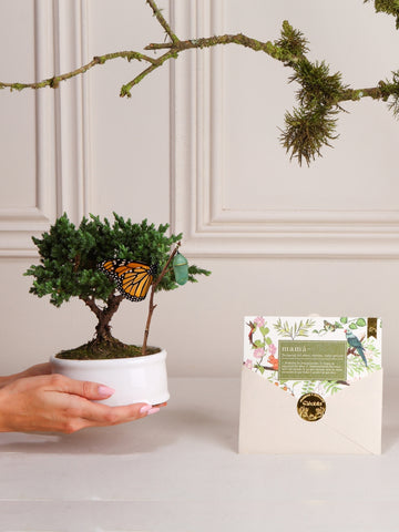 Bonsai Sakura con Tarjeta Mamá
