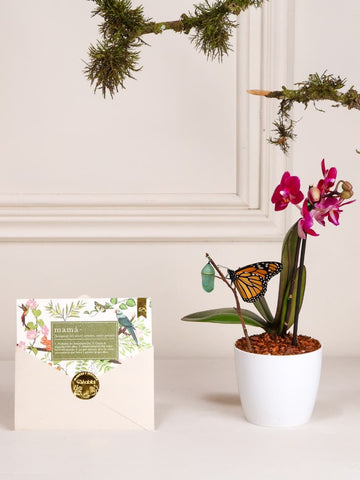 Orquídea Baby con Tarjeta Mamá