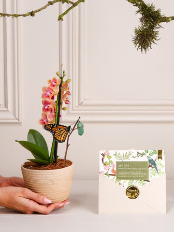 Orquídea Baby Matera Barro con Tarjeta Mamá