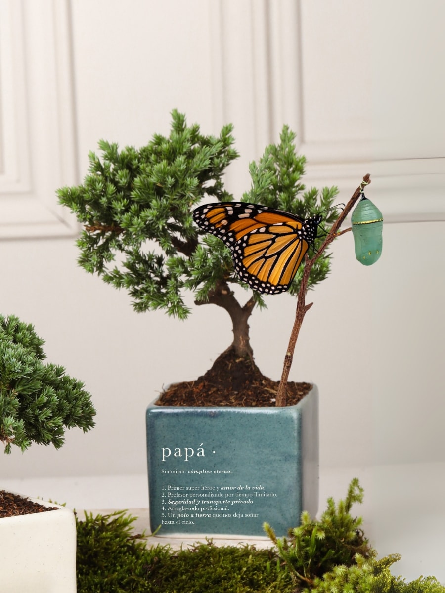 Matera Verde Papá con Bonsai