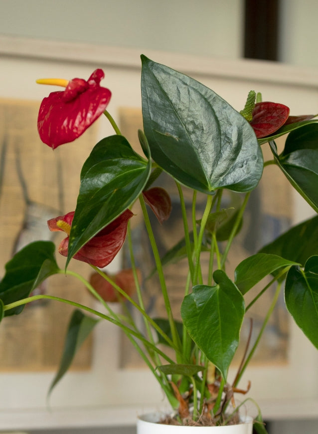 modern macrame plant hanger Minimalist Macrame Plant Hanger 39 Inch (Set of 2) – Ecofynd main image 0
