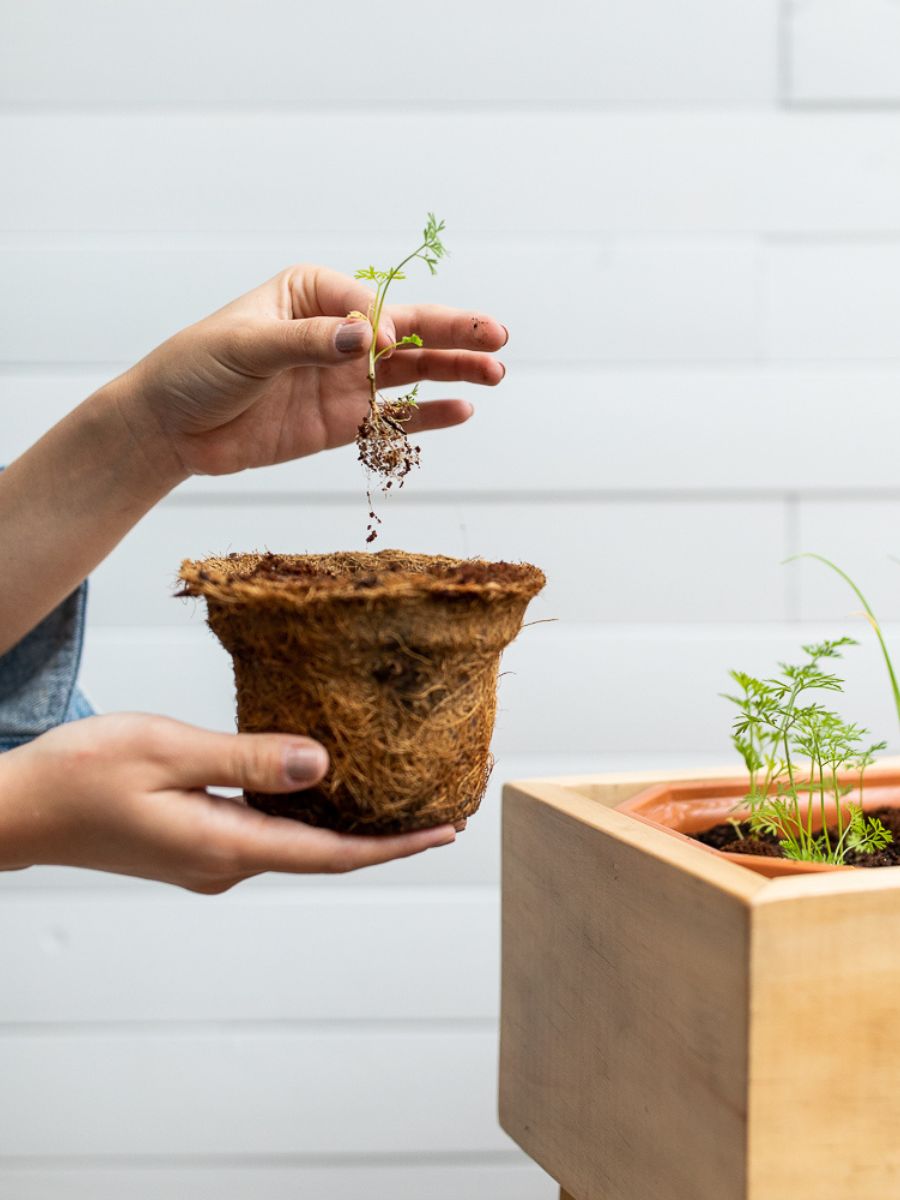 •  Experiencia Siembra Tu Huerta en Casa