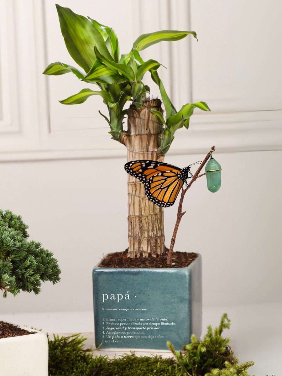 Dracaena con Libro para Papá (Odisea)