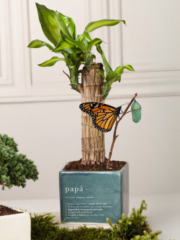 Matera Verde Papá con Dracaena