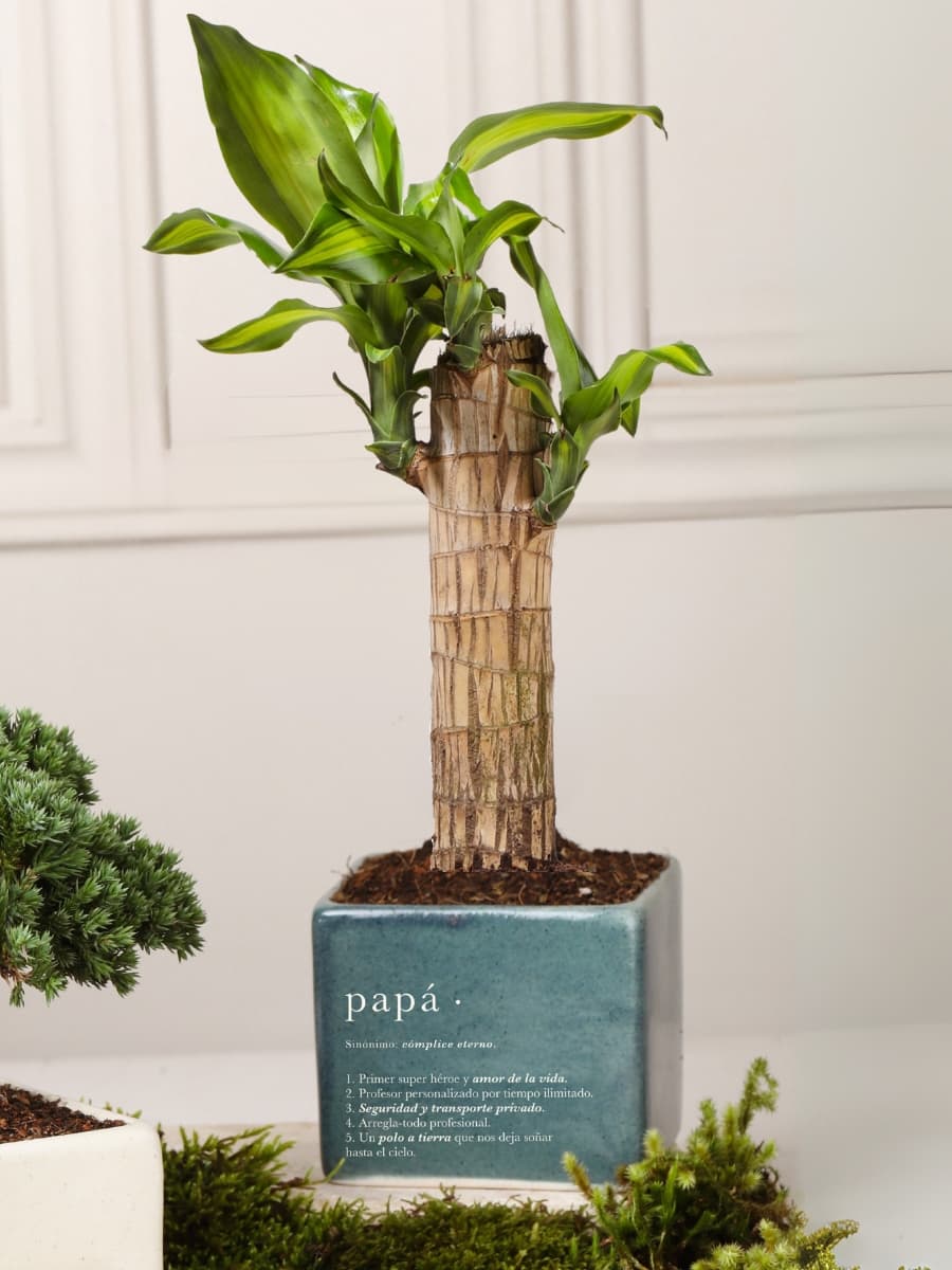 Matera Verde Papá con Dracaena