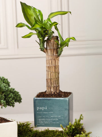 Matera Verde Papá con Dracaena