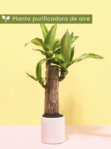 • Planta de La Felicidad
