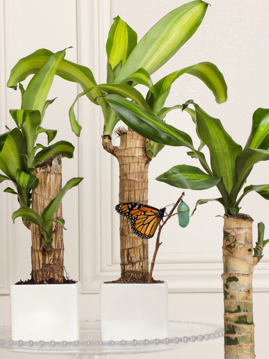 planta de dracaena Dracaena, Planta de la Felicidad en Matera en Cerámica – Habibi