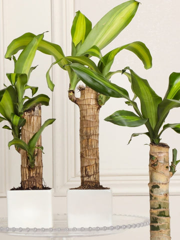 la planta dracaena Dracaena, Planta de la Felicidad en Matera en Cerámica – Habibi