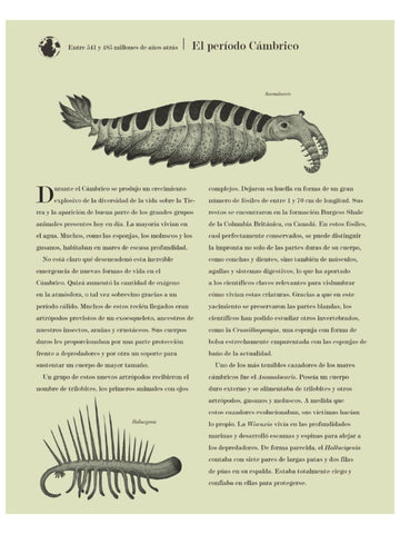 Historia de la Vida, Evolución