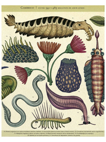 Historia de la Vida, Evolución