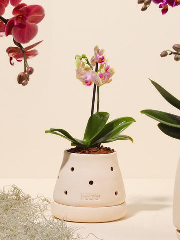 Cumbre Clay Planter (No plants included)
