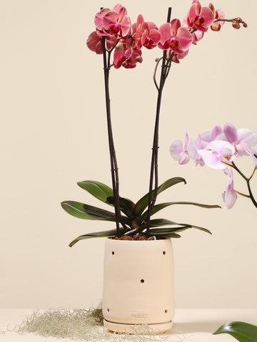 Frailejon Clay Planter (No plants included)