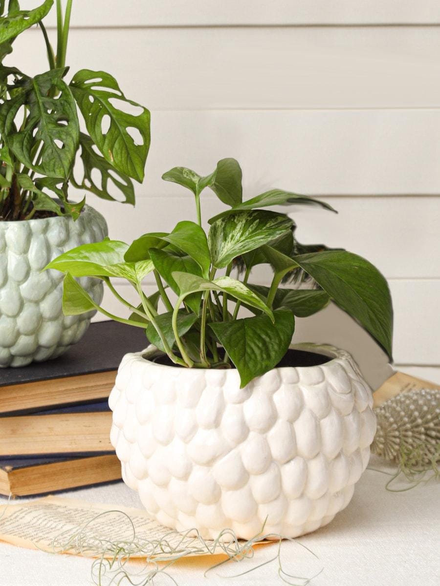 Chirimoya Ceramic Planter (No plants included)