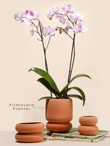 Handmade Terracotta Planter | Indoor Plant Pot | Succulent Planter | Colombian Artisan Pottery | Gift for Plant Lover (No plants included)