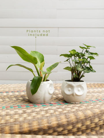 Handmade Owl Ceramic Planters Set of 2 | Cute Animal Plant Pots | Colombian Artisan Pottery | Unique Gift for Plant Lovers | Boho Desk Decor