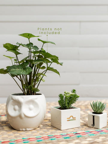 Lucky Garden Ceramic Planters (Set of 3) (No plants included)