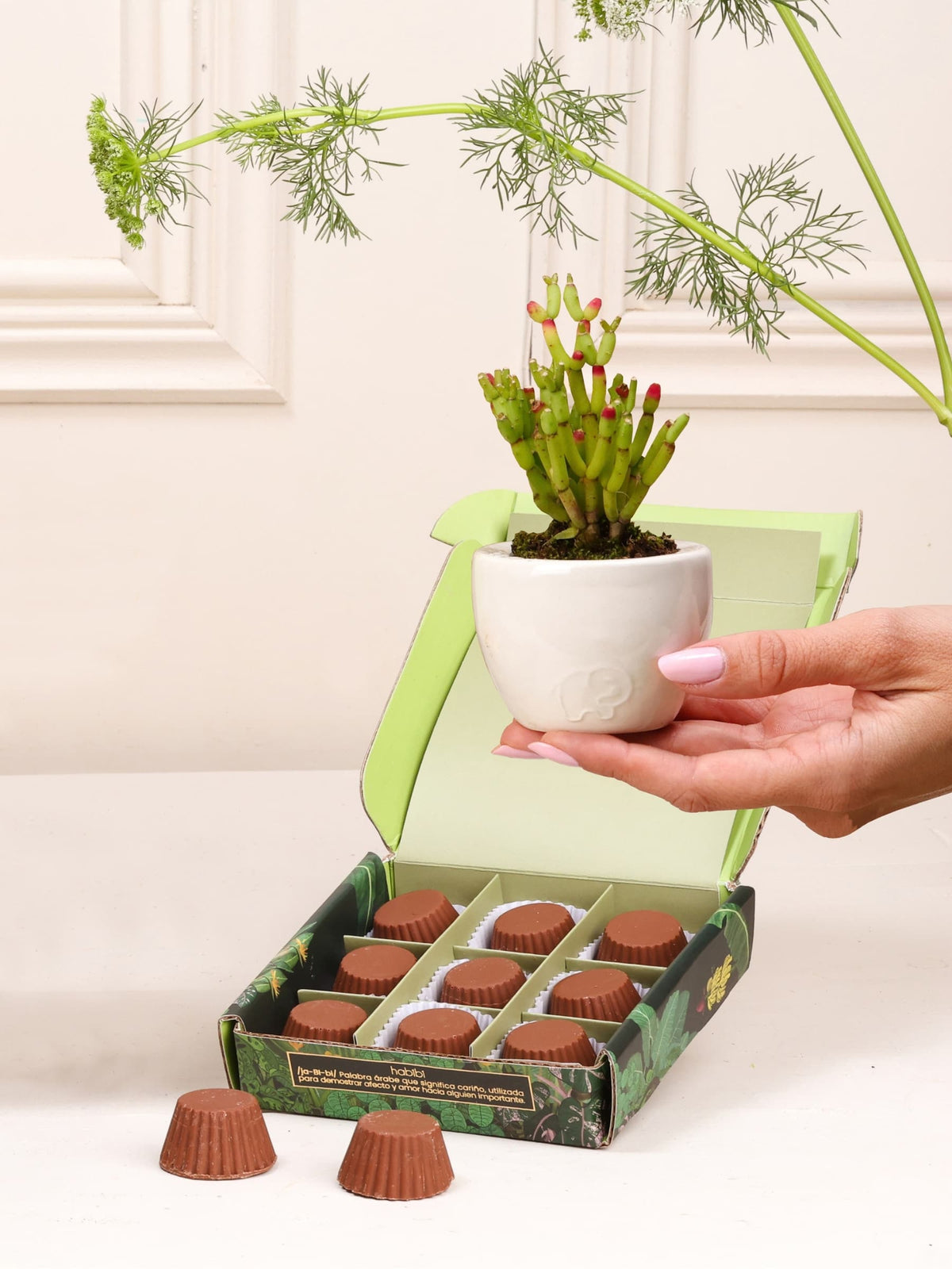 Kit Estrellas: Trufas + Suculenta