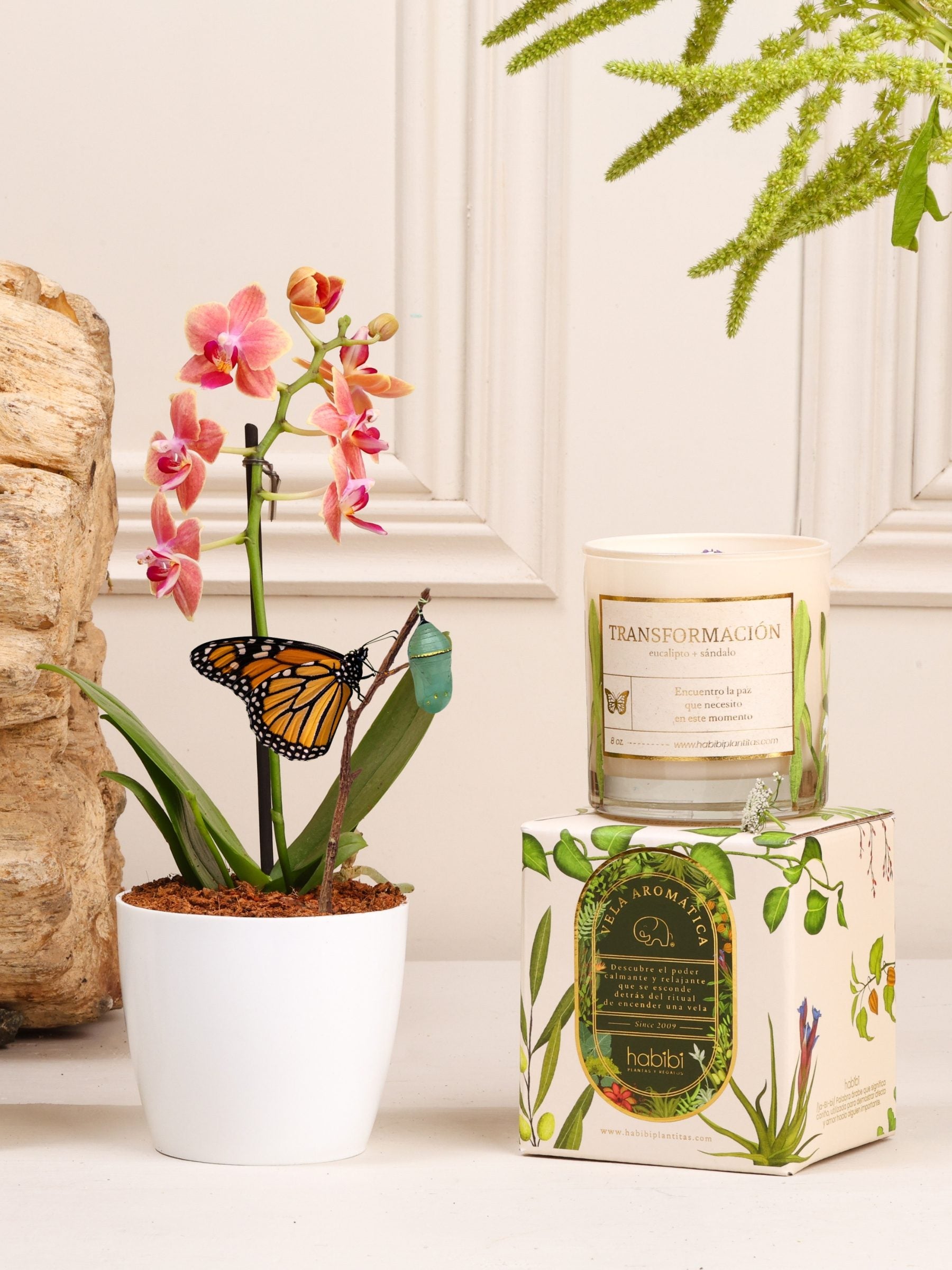 Kit Abrazo del Alma – capullo de mariposa