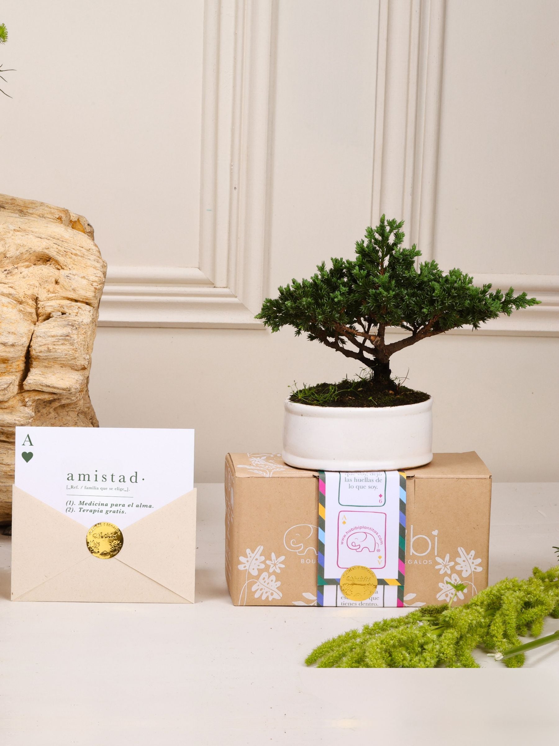 Kit Amistad de Años: bonsái de pino Sakura en matera de cerámica blanca, postal con la definición de Amistad en sobre kraft con sello dorado y cajita de regalo con la cinta de temporada.