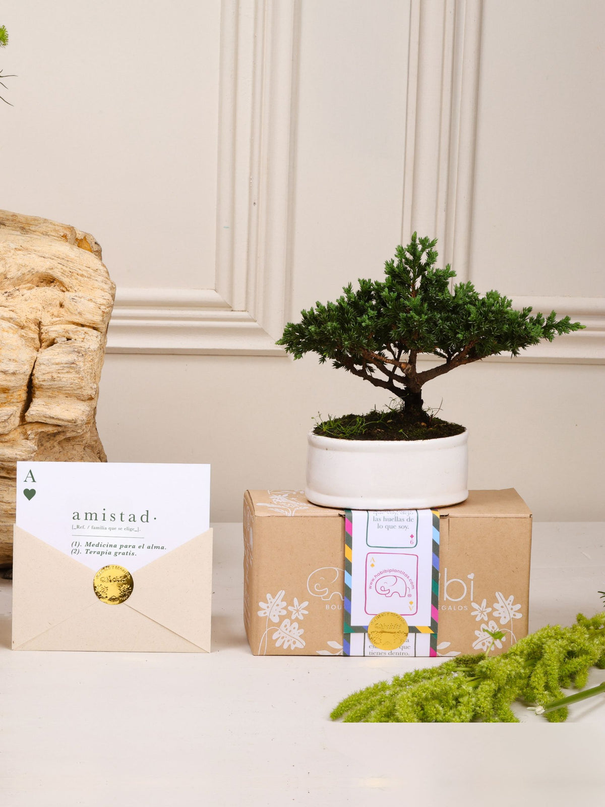 Kit Amistad de Años: bonsái de pino Sakura en matera de cerámica blanca, postal con la definición de Amistad en sobre kraft con sello dorado y cajita de regalo con la cinta de temporada.