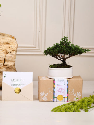 Kit Amistad de Años: bonsái de pino Sakura en matera de cerámica blanca, postal con la definición de Amistad en sobre kraft con sello dorado y cajita de regalo con la cinta de temporada.