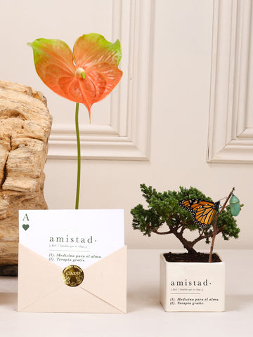 Kit Amistad de la Buena: mini bonsái de pino Wabi Sabi en matera de cerámica blanca estampada con la definición de Amistad con el capullo de mariposa colgando de una ramita y la mariposa monarca ya eclosionada, junto a la postal con la misma definición en sobre kraft con sello dorado.