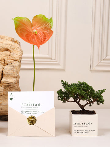 Kit Amistad de la Buena: mini bonsái de pino Wabi Sabi sembrado en matera de cerámica blanca estampada con la definición de Amistad, junto a la postal con la misma definición en sobre kraft con sello dorado.