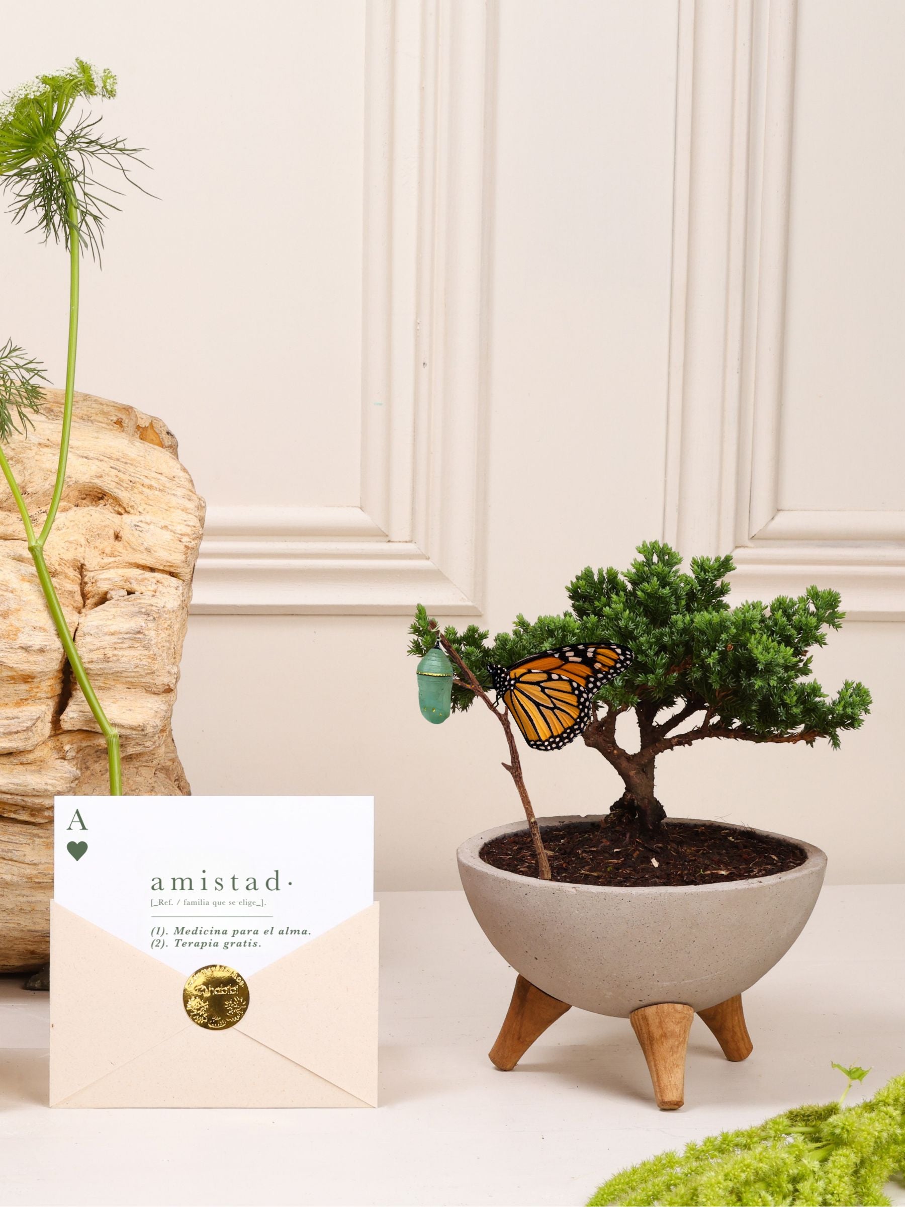 Kit Amistad Eterna: bonsái de pino Sakura sembrado en bowl de concreto gris con patas de madera con el capullo de mariposa colgando de una ramita y la mariposa monarca ya eclosionada, junto a la postal con la definición de Amistad en sobre kraft con sello dorado.