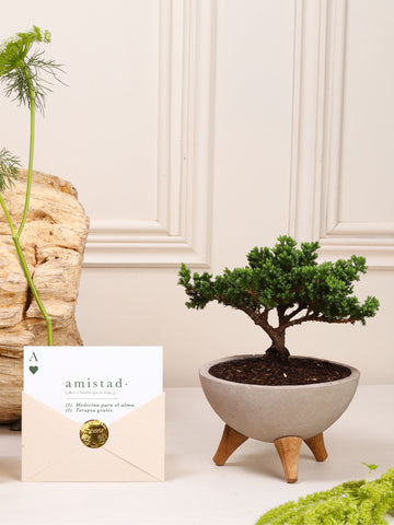 Kit Amistad Eterna: bonsái de pino Sakura sembrado en bowl de concreto gris con patas de madera y postal con la definición de Amistad en sobre kraft con sello dorado.