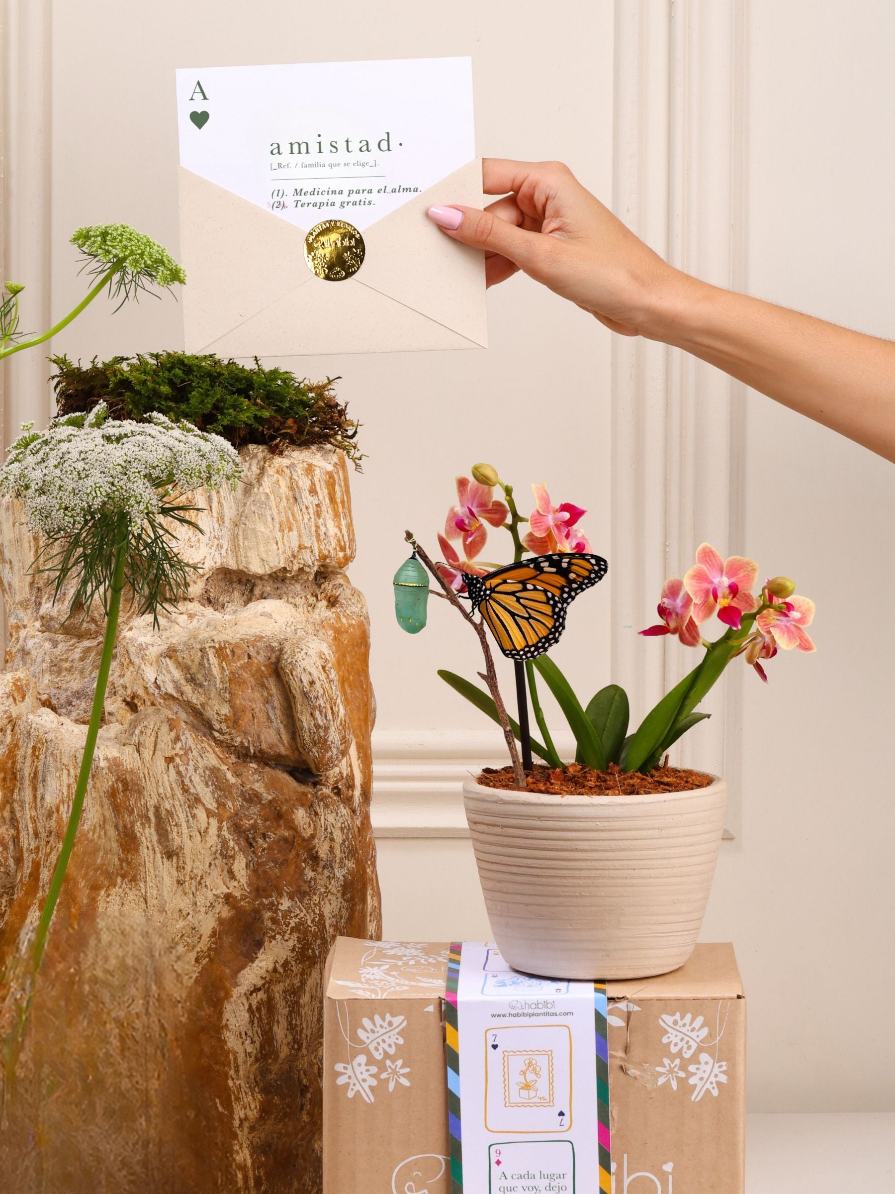 Kit Amistad que Florece: orquídea baby sembrada en matera Sahara de barro blanco con el capullo de mariposa colgando de una ramita y la mariposa monarca ya eclosionada, junto a la postal con la definición de Amistad en sobre kraft con sello dorado y la cajita con la cinta de temporada.