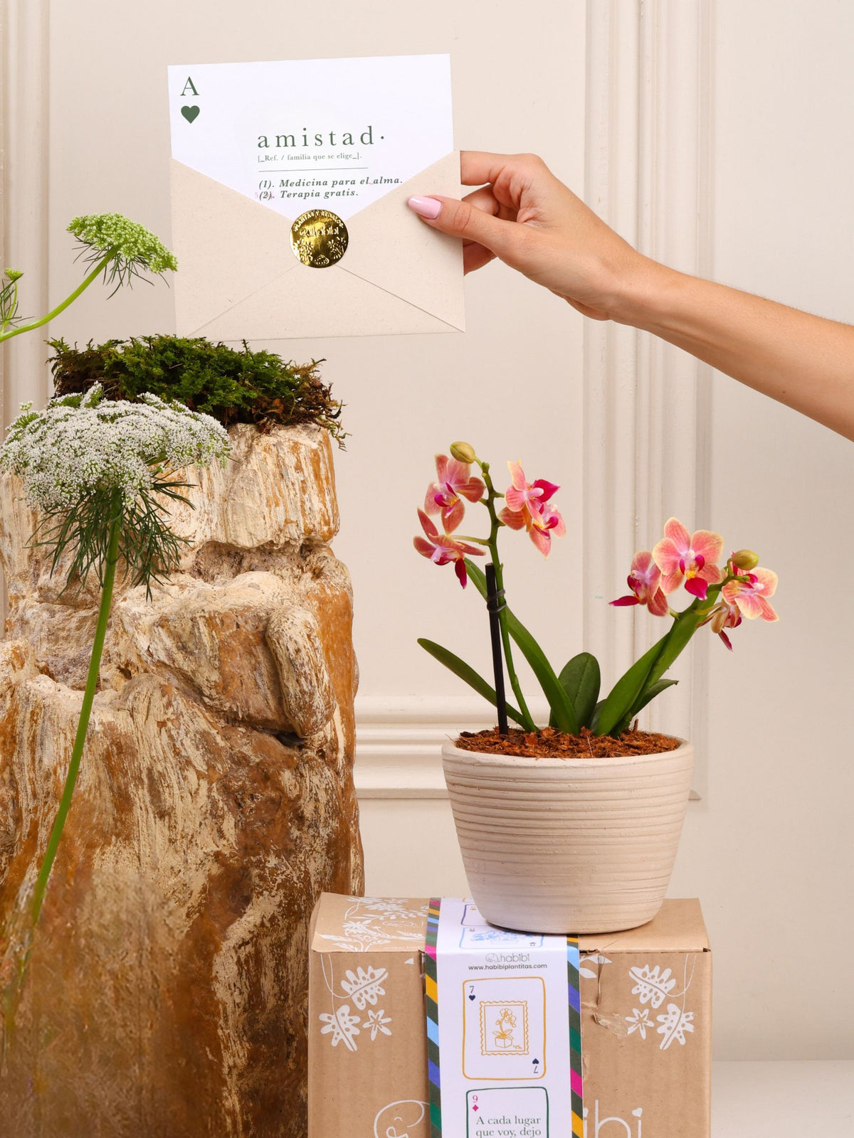 Kit Amistad que Florece: orquídea baby sembrada en matera Sahara de barro blanco, postal con la definición de Amistad en sobre kraft con sello dorado y cajita de regalo con la cinta de temporada.