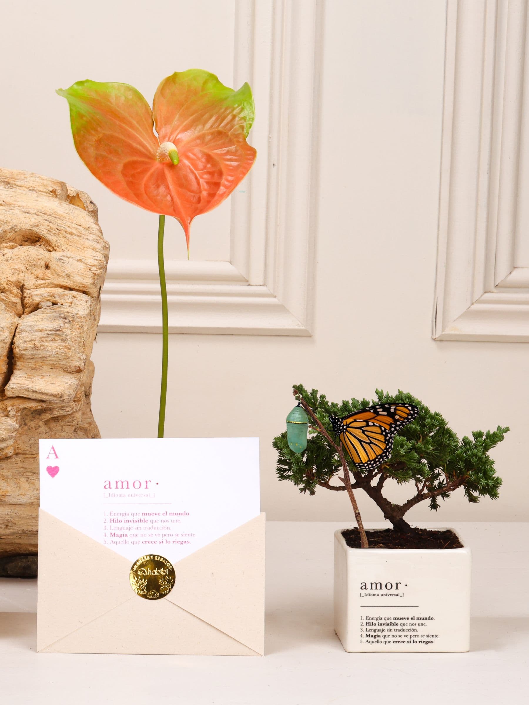 Kit Amor del Bueno: mini bonsái de pino Wabi Sabi en matera de cerámica blanca con la definición de Amor con el capullo de mariposa colgando de una ramita y la mariposa monarca ya eclosionada, junto a un anturio en flor y la postal en sobre con sello dorado.