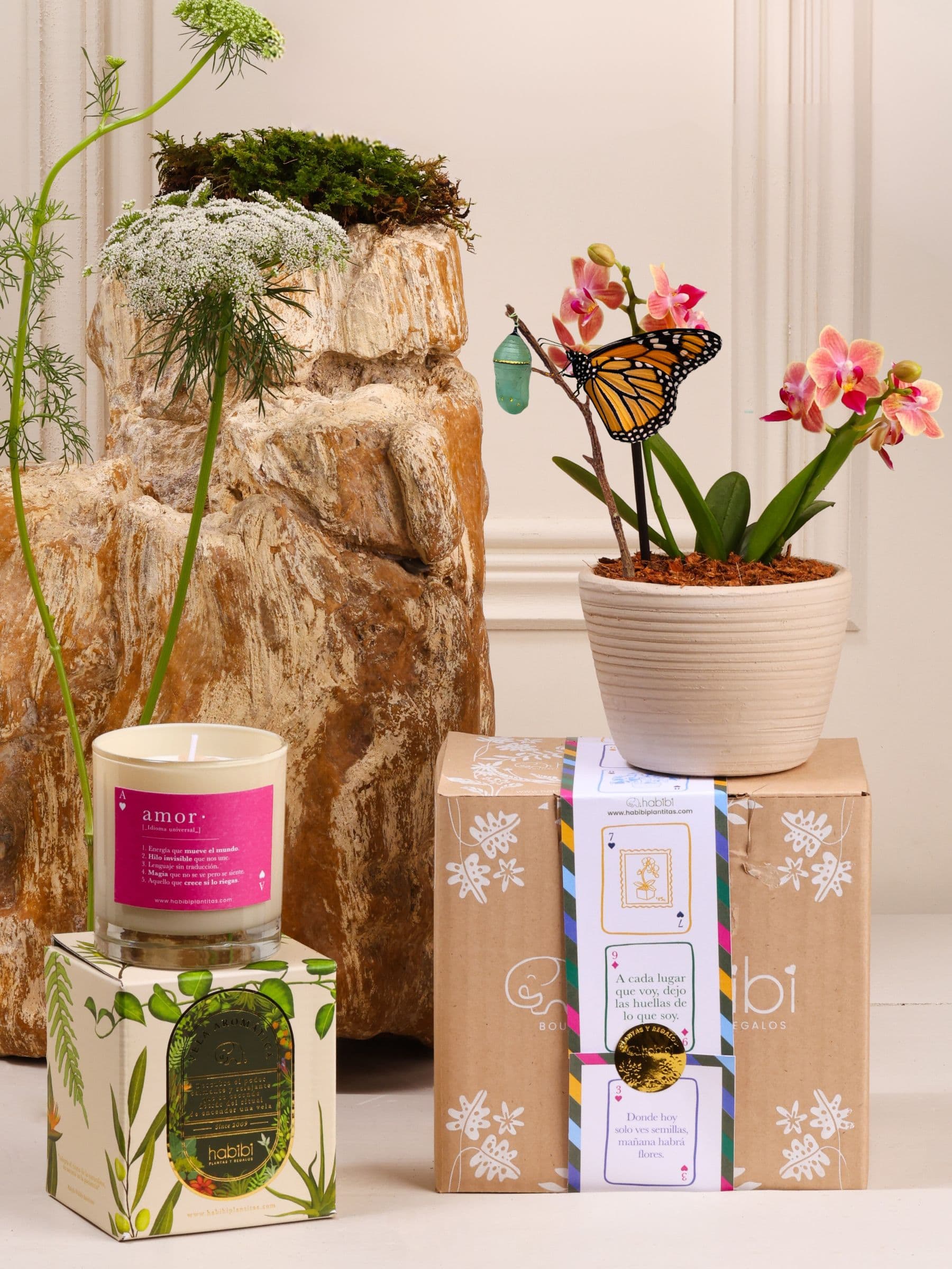 Kit Amor que Florece: orquídea baby en matera Sahara de cerámica blanca con el capullo de mariposa colgando de una ramita y la mariposa monarca ya eclosionada, junto a la vela aromática de Amor, sobre el empaque de la temporada Cartas de Amor.