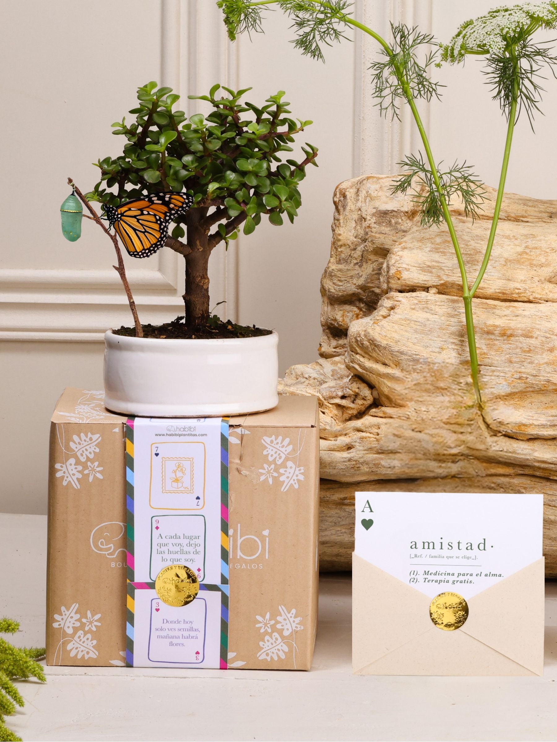 Kit As de Amistad: bonsái de Jade en matera de cerámica blanca con el capullo de mariposa colgando de una ramita y la mariposa monarca ya eclosionada, junto a la postal con la definición de Amistad en sobre kraft con sello dorado, sobre la cajita con la cinta de temporada.