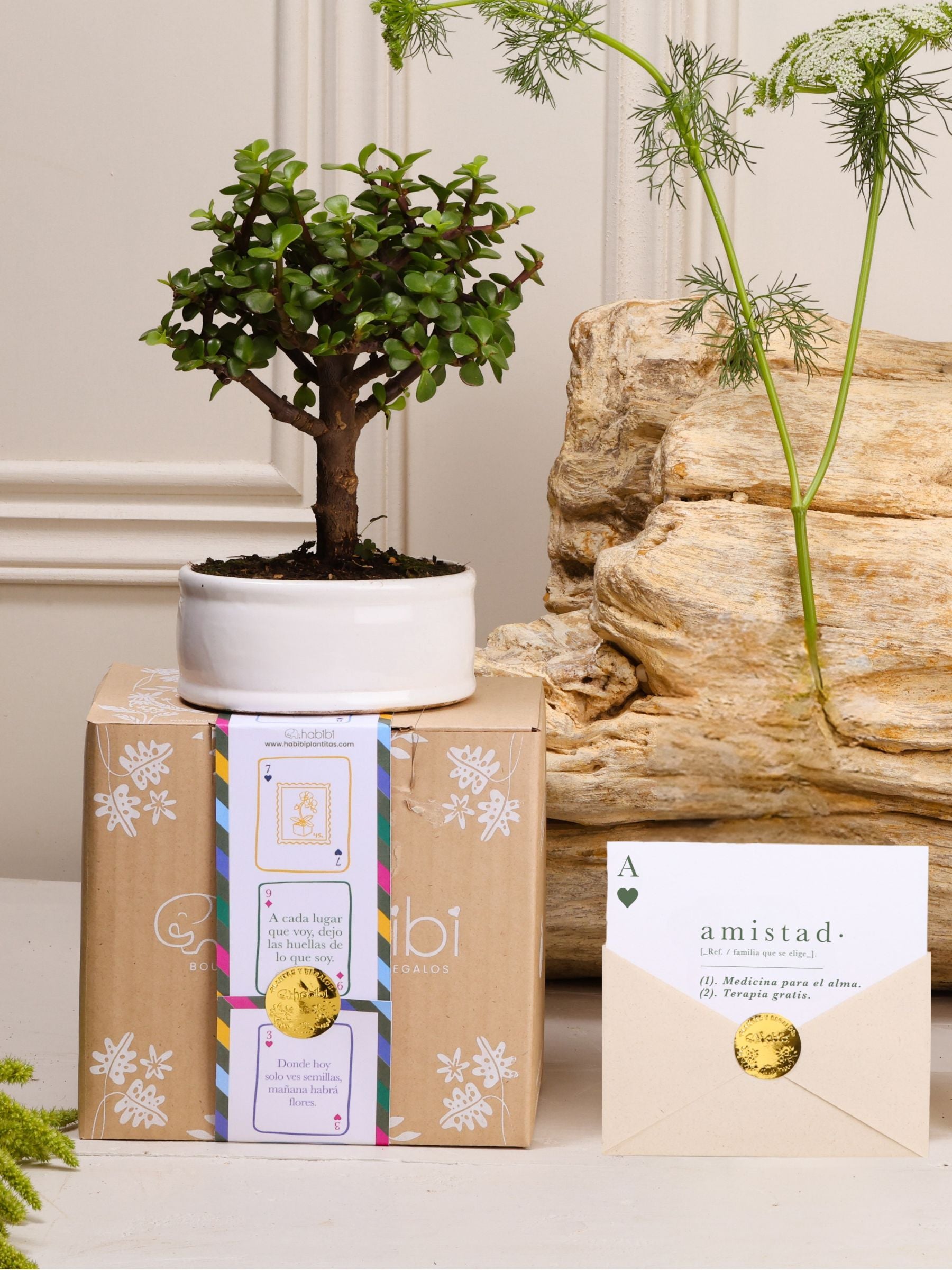 Kit As de Amistad: bonsái de jade en matera de cerámica blanca, postal con la definición de Amistad en sobre kraft con sello dorado y cajita de regalo con la cinta de temporada.