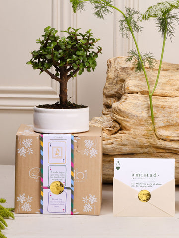 Kit As de Amistad: bonsái de jade en matera de cerámica blanca, postal con la definición de Amistad en sobre kraft con sello dorado y cajita de regalo con la cinta de temporada.