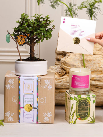 Kit As de Corazones: bonsái de Jade en matera de cerámica blanca con el capullo de mariposa colgando de una ramita y la mariposa monarca ya eclosionada, junto a la vela aromática con la definición de Amor y la postal en sobre con sello dorado, sobre el empaque de la temporada Cartas de Amor.