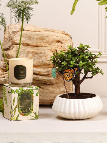 Kit Buena Fortuna – capullo de mariposa