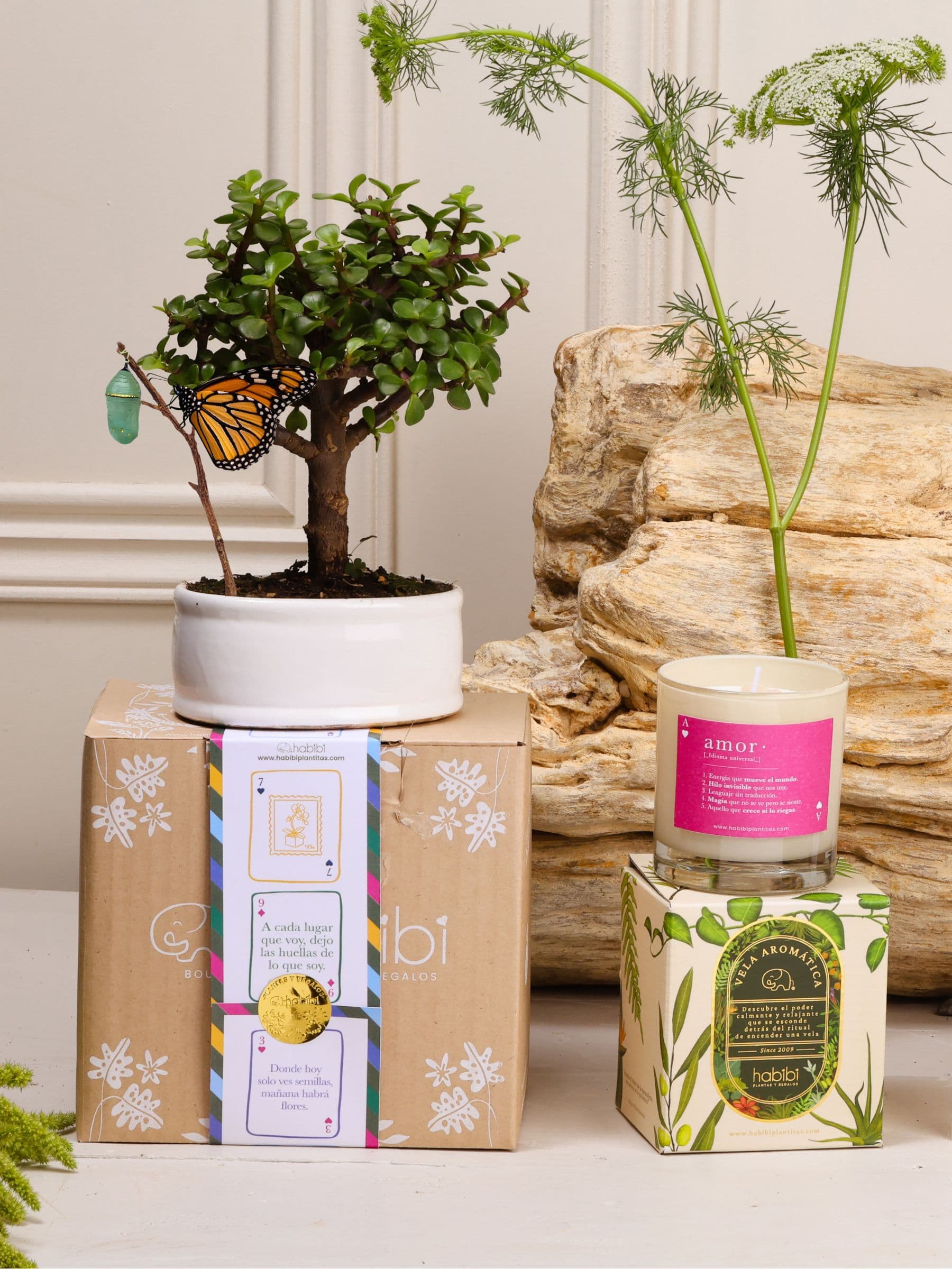 Kit Corazón de Jade: bonsái de Jade en matera de cerámica blanca con el capullo de mariposa colgando de una ramita y la mariposa monarca ya eclosionada, junto a la vela aromática con la definición de Amor, sobre el empaque de la temporada Cartas de Amor.