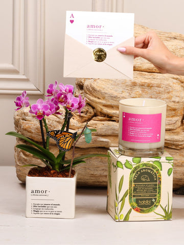 Kit Cupido: orquídea baby en matera de cerámica blanca con la definición de Amor, con el capullo de mariposa colgando de una ramita y la mariposa monarca ya eclosionada entre sus hojas, junto a la vela aromática de Amor y la postal en sobre con sello dorado.