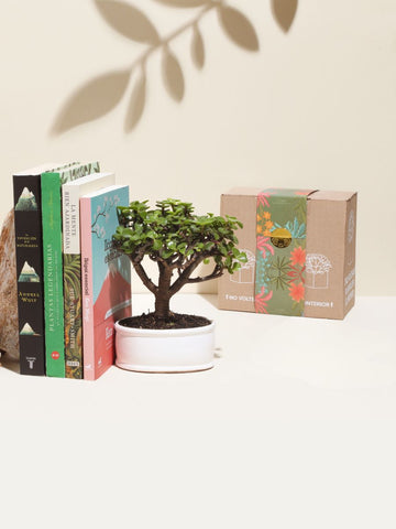 Kit Botanico con Libro