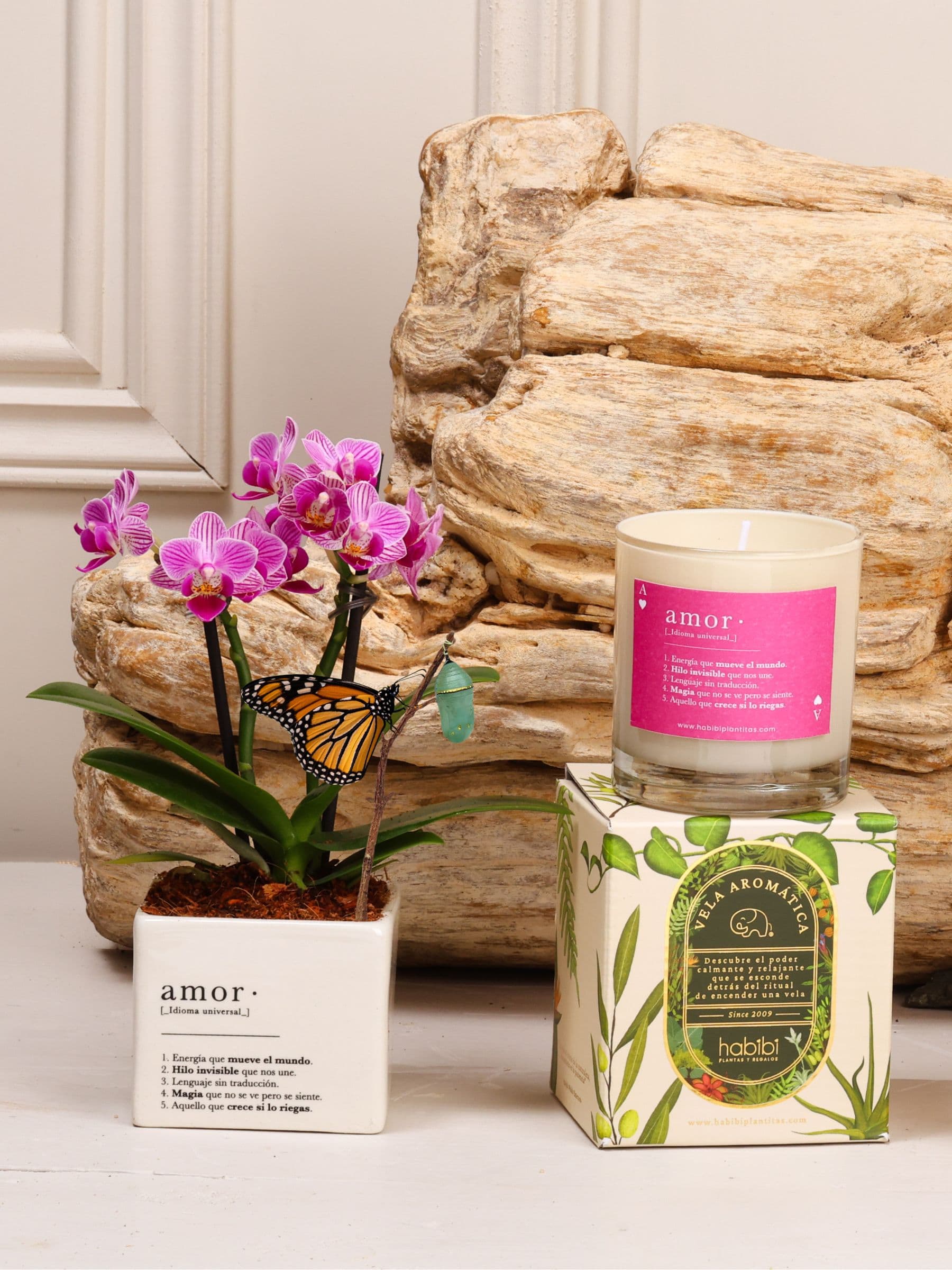 Kit Enamorados: orquídea baby en matera de cerámica blanca con la definición de Amor, con el capullo de mariposa colgando de una ramita y la mariposa monarca ya eclosionada entre sus hojas, junto a la vela aromática con la definición de Amor.