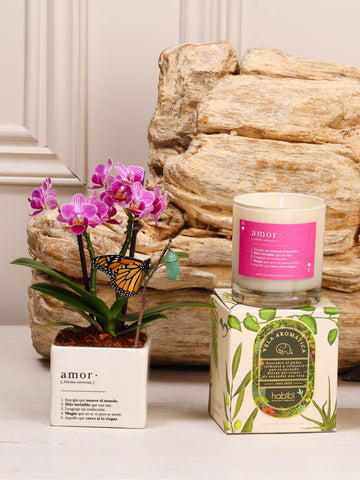 Kit Enamorados: orquídea baby en matera de cerámica blanca con la definición de Amor, con el capullo de mariposa colgando de una ramita y la mariposa monarca ya eclosionada entre sus hojas, junto a la vela aromática con la definición de Amor.