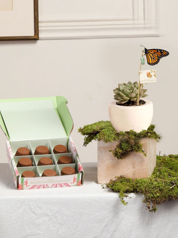 Kit Estrellas: Trufas + Suculenta